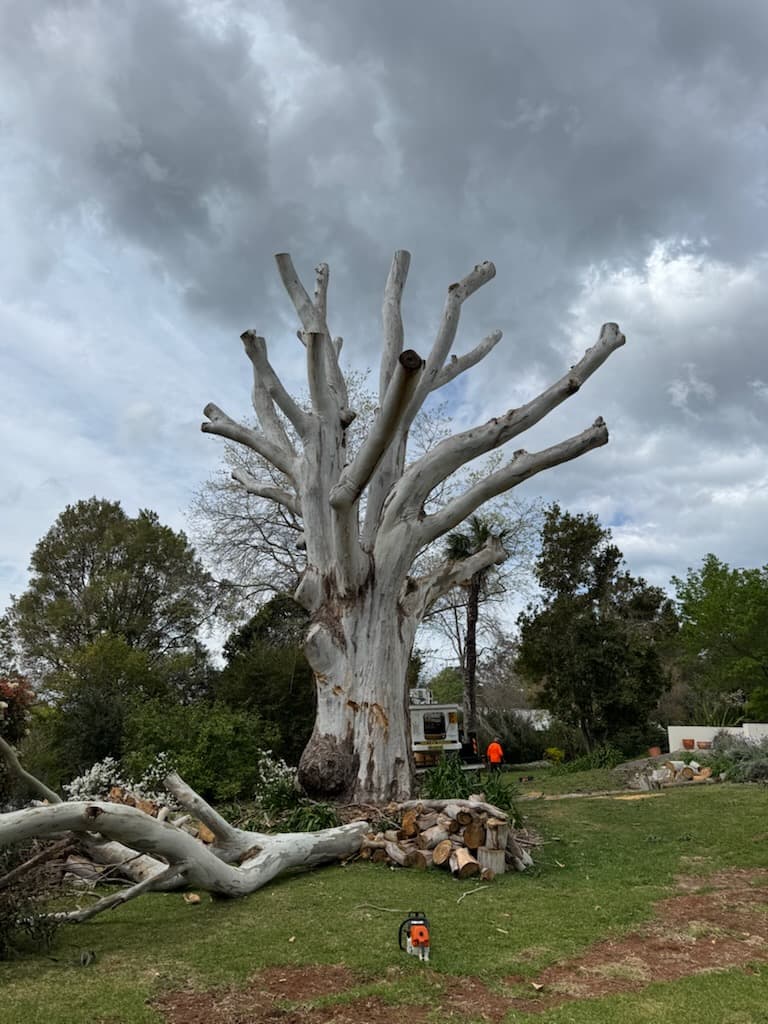 Arborcare Tree Maintenance Pty Ltd photo 2