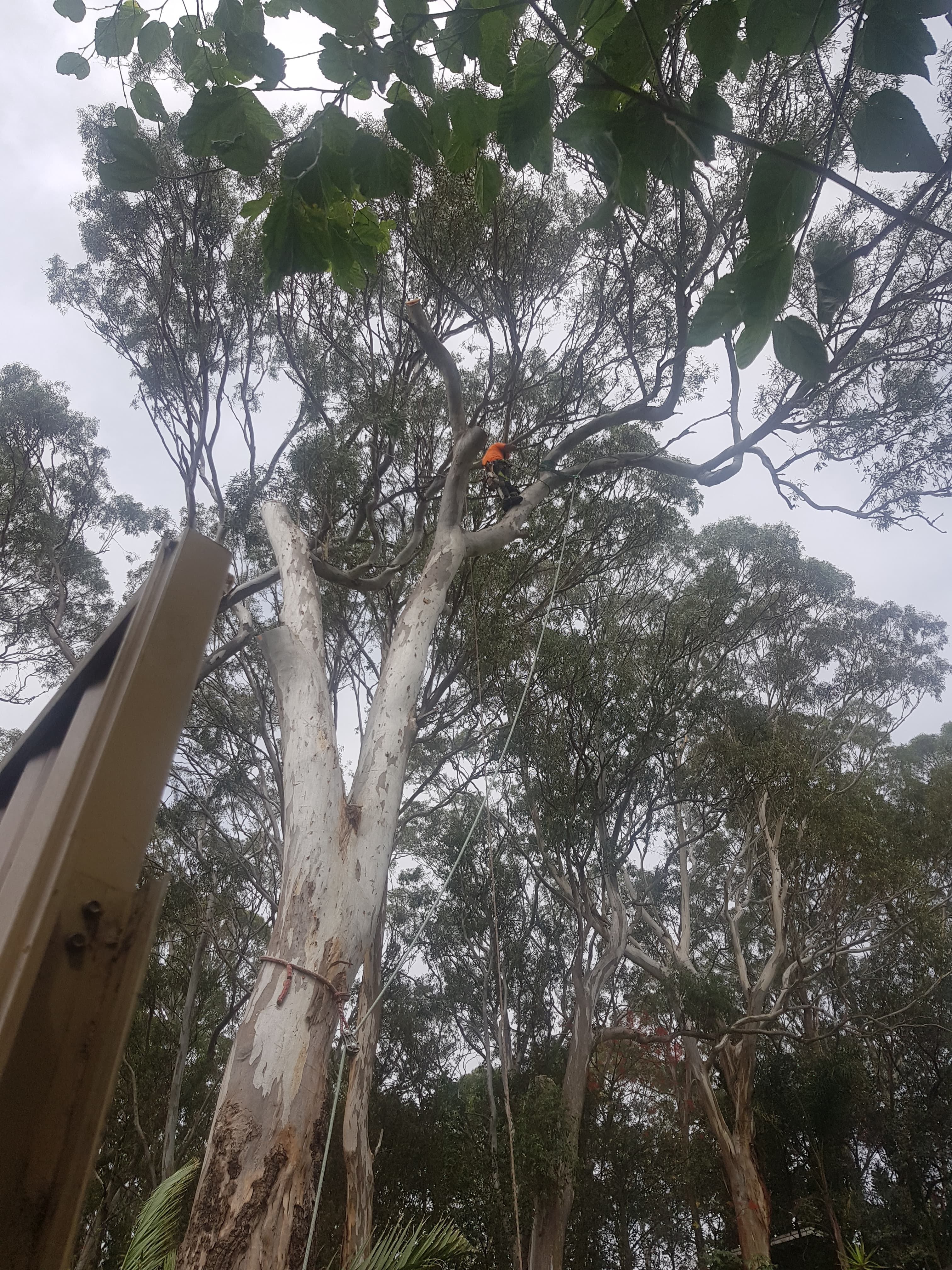 Arborcare Tree Maintenance Pty Ltd photo 4