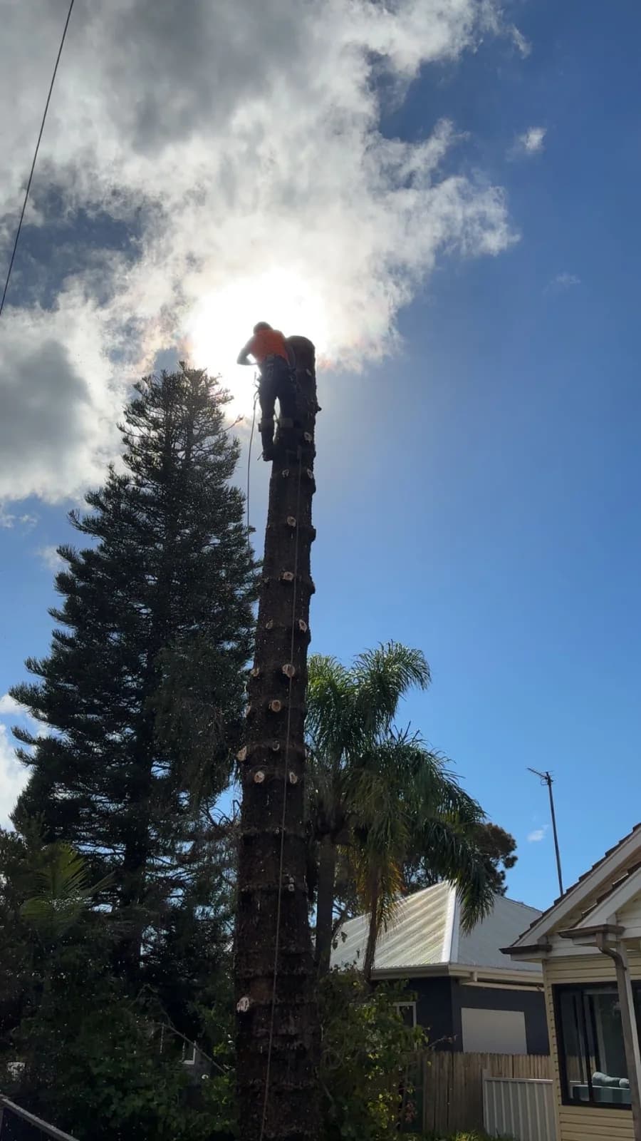 Arborcare Tree Maintenance Pty Ltd photo 5